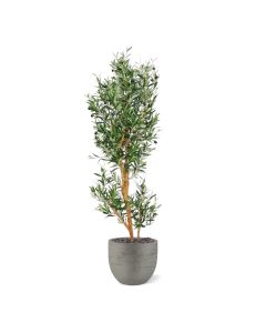 Olivo árbol artificial 150cm