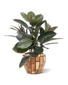 Philodendron Windowplant 50 cm en maceta