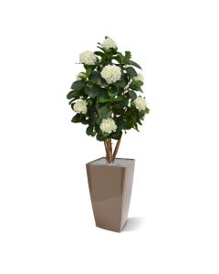 Hortensia en tronco 110 cm crema