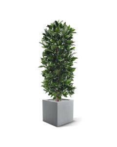 Planta artificial en columna de laurel 125cm - Resistente a los rayos UV