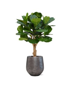 Planta artificial Lyrata deluxe sobre tallo 125cm