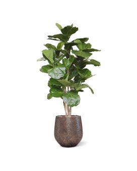 Árbol artificial Lyrata deluxe 170cm