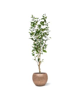 Ficus Exotica NT Artificial 150cm