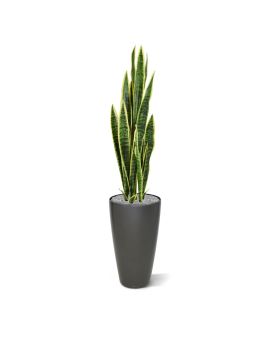 Sanseveria artificial varigada 110cm en maceta