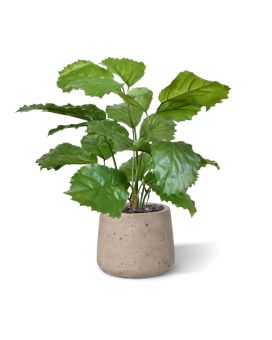 Tetrastigma planta artificial 40cm
