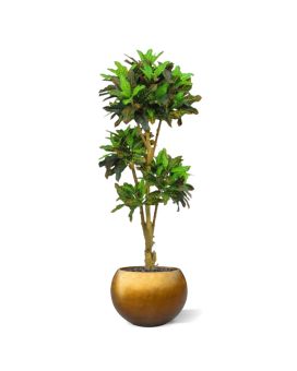 Croton bonsai deluxe árbol artificial 175cm