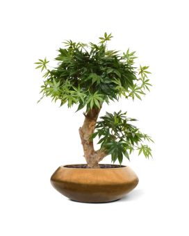 Acer Bonsai árbol artificial 60cm - verde