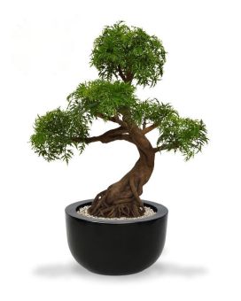 Ming Aralia Bonsai árbol artificial sobre base 90cm - verde - resistente a los UV