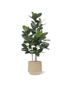 Planta artificial de Ficus Audrey 160cm