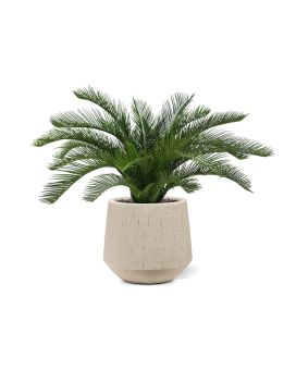 Palmera Cycas 60 cm Deluxe