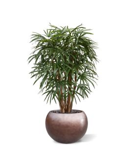 Raphis palma artificial XL deluxe 130cm