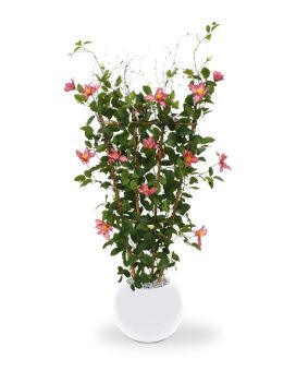 Seto de clemátide 125 cm rosa