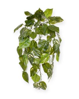 Pothos art planta colgante deluxe 70cm - variegado