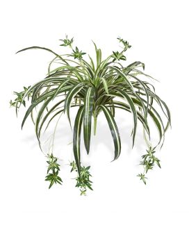 Planta artificial colgante Chlorophytum 50cm
