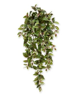 Tradescantia planta colgante 100 cm variegada