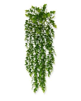 Planta trepadora de eucalipto 70 cm