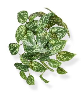 Pictus art planta colgante 25cm - variegado
