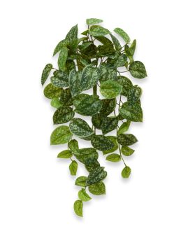 Scindapsus Pictus planta colgante 60 cm
