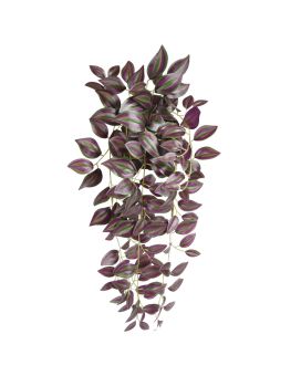 Tradescantia Zebrina colgante 45cm en maceta