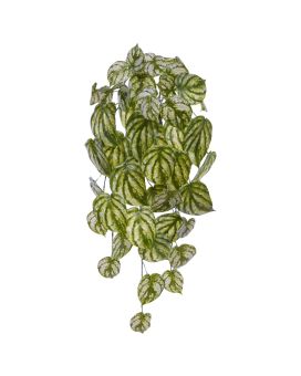 Colgante artístico Peperomia Gold Dust 65cm