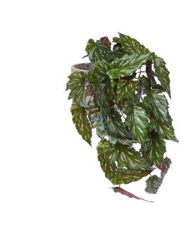 Begonia Rex planta artificial verde roja 40cm