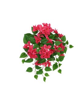 Bougainvillea Colgante 50cm Cerise