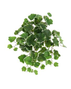Saxifraga Colgante 50cm variegada