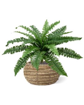 Ramo Boston Fern Deluxe 45 cm