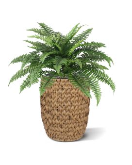 Ramo Boston Fern Deluxe 65 cm