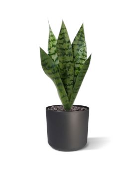 Ramo de sanseveria 40cm verde