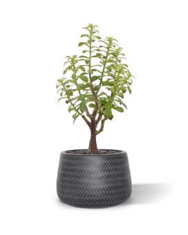 Crassula artificial Bonsai ramo 40 cm gris