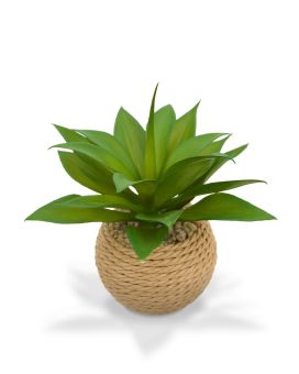 Mini Agave en tarro de cuerda