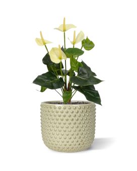 Anthurium planta artificial 40cm - crema