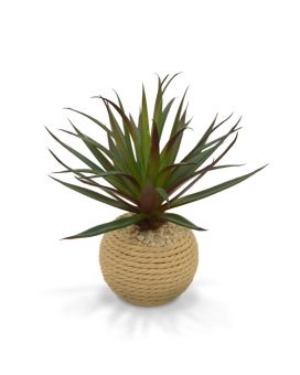 Mini Marginata en tarro de cuerda