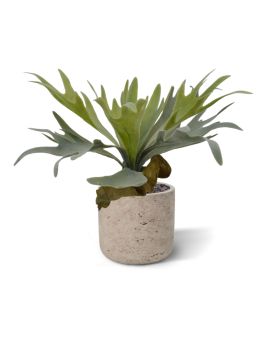 Ramo Staghorn 30 cm