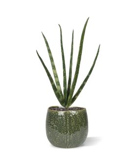 Ramo artificial mini Sanseveria Cylindrica 20 cm