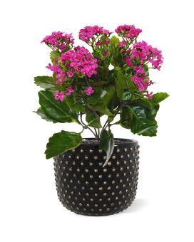 Kalanchoe planta artificial 30cm - morado