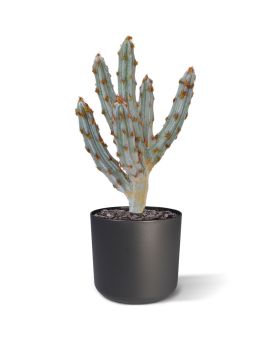 Ramo de cactus Tetragonus artificial 35 cm marrón