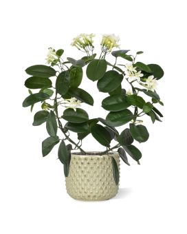 Stephanotis planta artificial 40cm