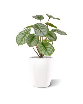 Pepperomia arbusto artificial RT 25 cm