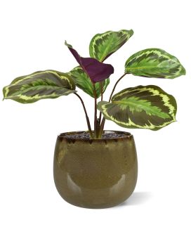 Arbusto artificial Calathea Ornata 25 cm