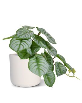 Peperomia artificial arbusto HRT 20 cm