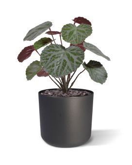 Saxifraga ramo verde/rojo 25cm