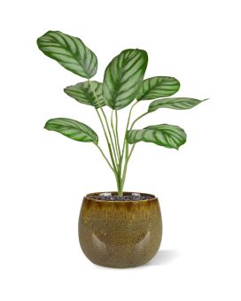 Calathea Maranta planta artificial 30cm