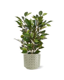 Ficus Natacha Planta Artificial 40cm