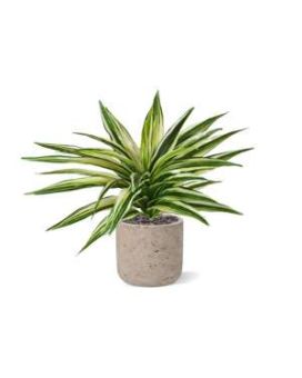 Draceana Planta Artificial Peluche 30cm