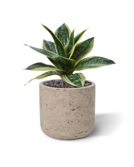 Sanseveria Planta artificial 25cm
