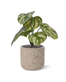 Peperomia Gold Dust planta artificial 20cm