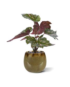 Begonia Rex planta artificial verde rojo 20cm