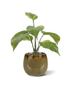 Pothos planta artificial 20cm